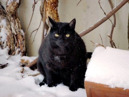 Кошки и снег
