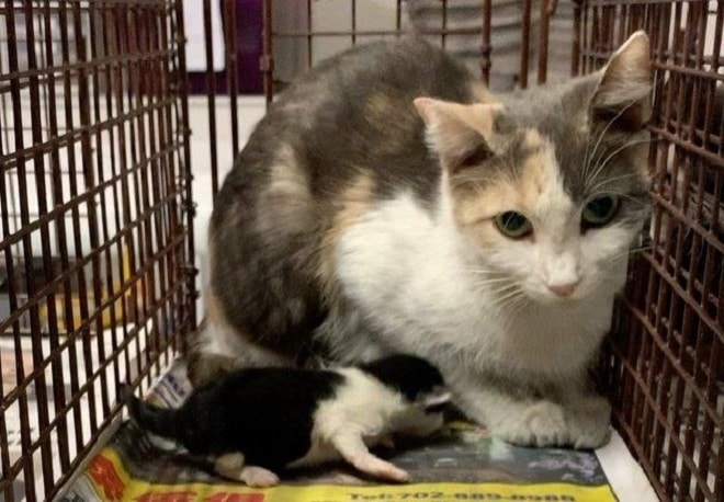 Кошка в клетке