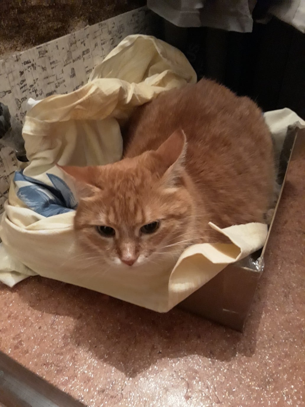 рыжая кошка