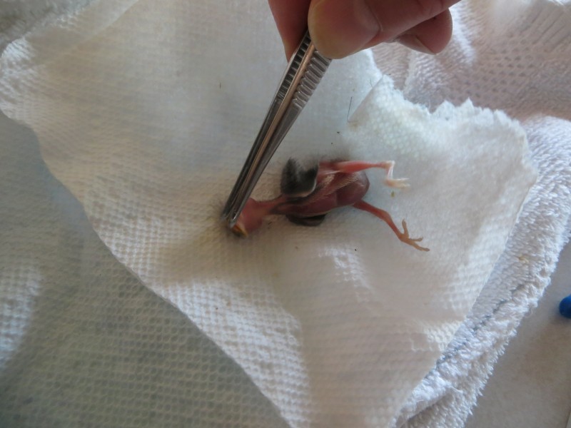 Этот птенец выпал из гнезда и умирал… Но посмотрите, что произошло через 36 дней! картинки