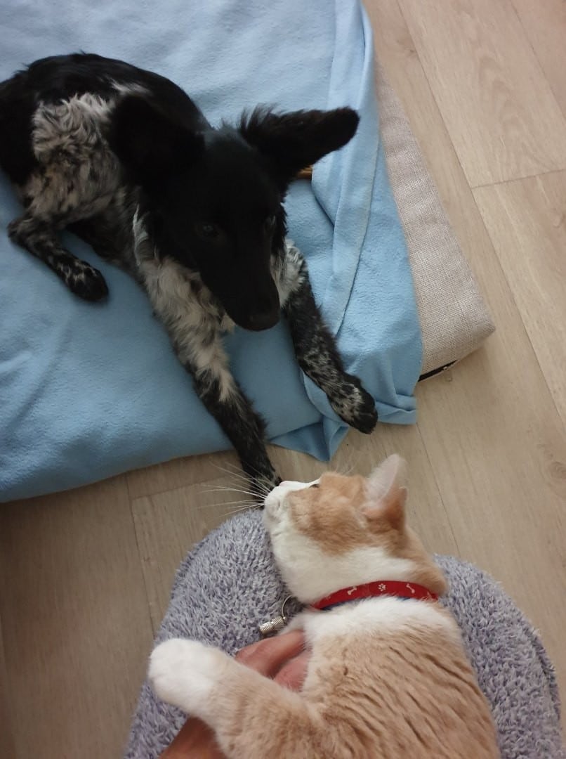 собака и кот