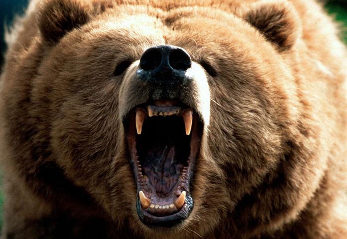 Бурый медведь: краткое описание, масса, размеры. Повадки бурого медведя