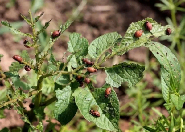 Колорадский жук: Как этот вредитель захватил весь мир? Колорадский жук: Как этот вредитель захватил весь мир? животные,интересное,колорадский жук,насекомые