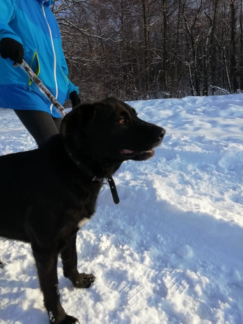 пёс на прогулке