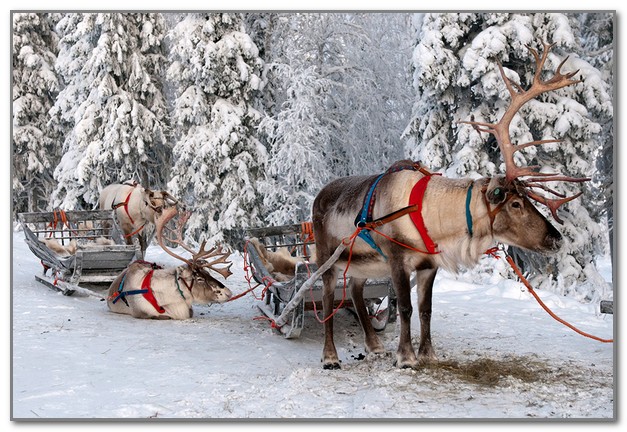 Кусочек красивой зимы с оленями Кусочек красивой зимы с оленями
