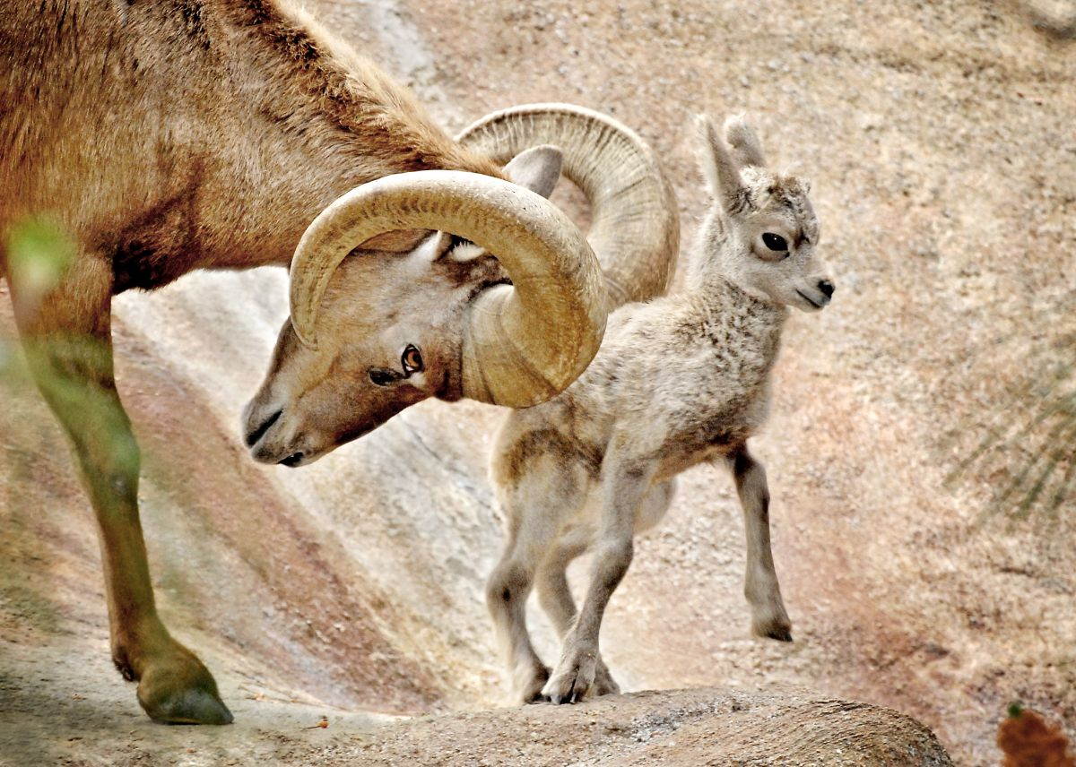 — Вперёд, во взрослую и самостоятельную жизнь!
— Но мама, мне всего один день...