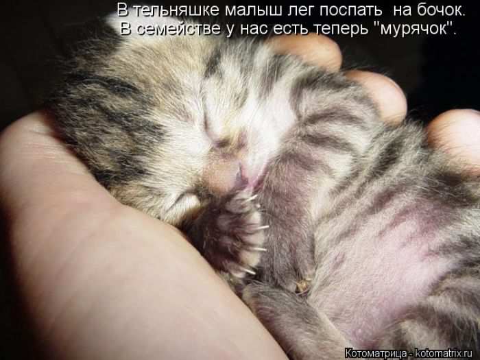 Кошарики :) Кошарики :)