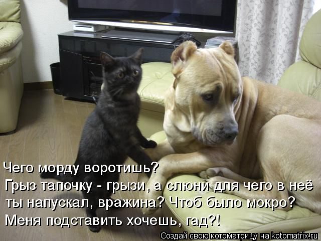 Самые смешные котоматрицы за прошедшую неделю