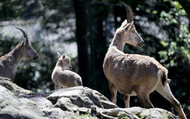 Мамочки и их детки Мамочки и их детки