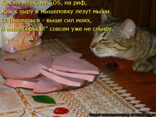 Лучшая котоматрица недели Лучшая котоматрица недели позитив,смешные картинки,юмор