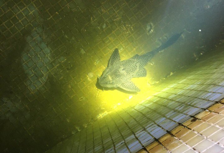 В Вологде из городского фонтана спасли аквариумного сома