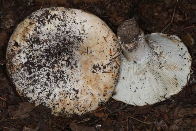 Подгруздок псевдобелый (Russula pseudodelica). © inaturalist  
