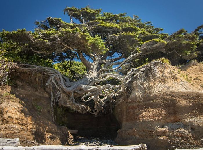 Tree Of Life - Olympic National Park, Washington