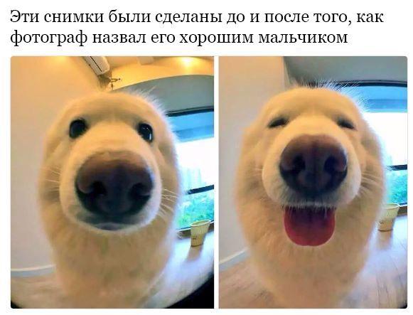 Смешные картинки, весь юмор которых поймут только собачники. Выпуск 1 Смешные картинки, весь юмор которых поймут только собачники. Выпуск 1 comedy pet photography,конкурс,evergreen,format-article,noindex,Развлечения