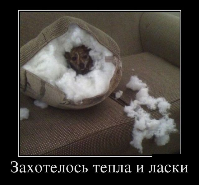 Свежие и позитивные демотиваторы для веселья (11 фото)
