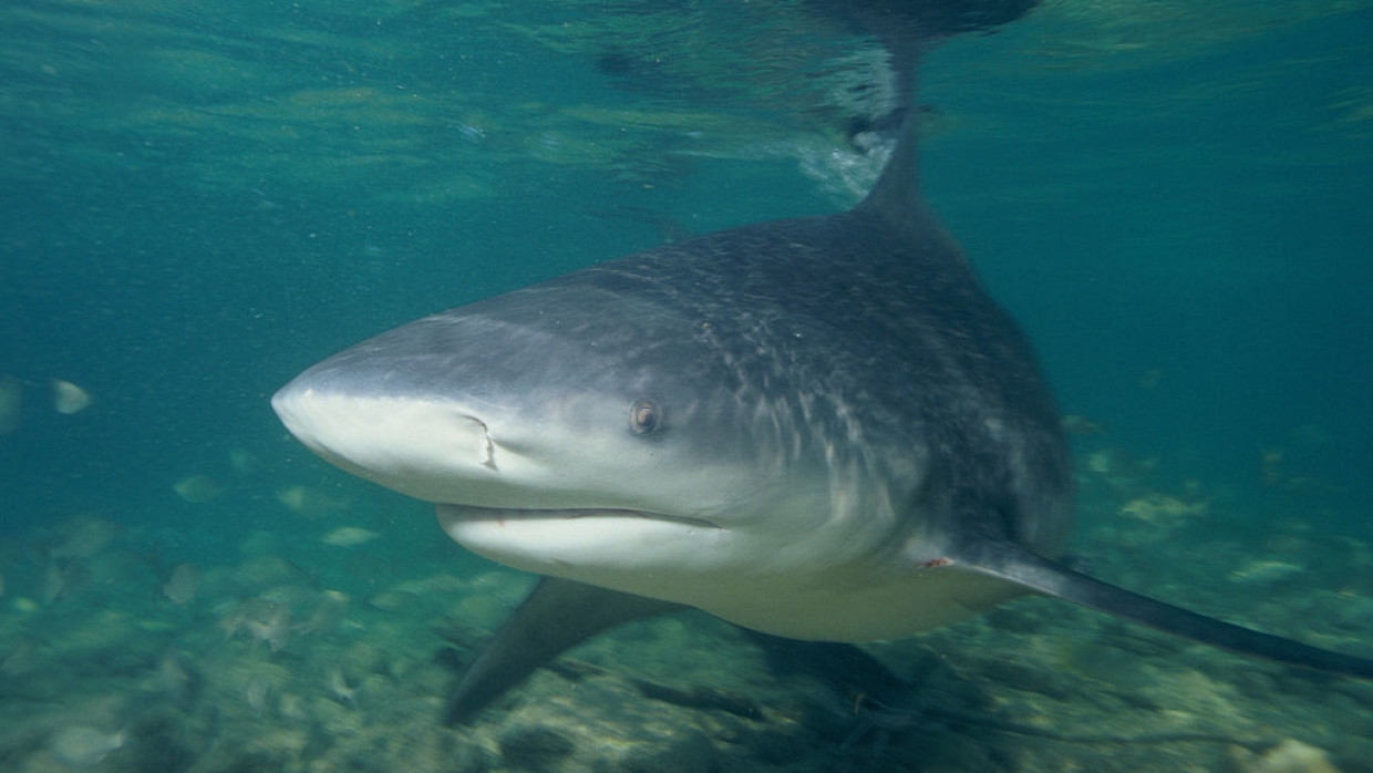 Акула до смерти закусала мужчину на побережье Австралии Происшествия