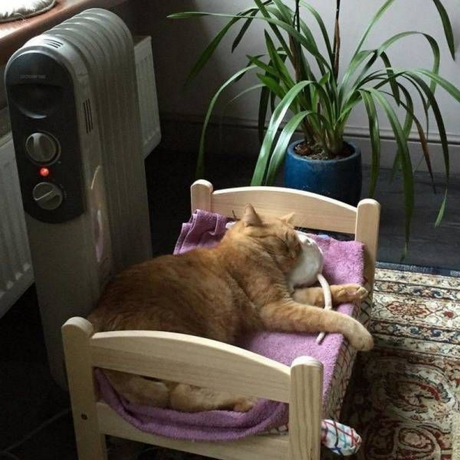 Эти коты неповторимы, они умеют рассмешить Эти коты неповторимы, они умеют рассмешить картинки