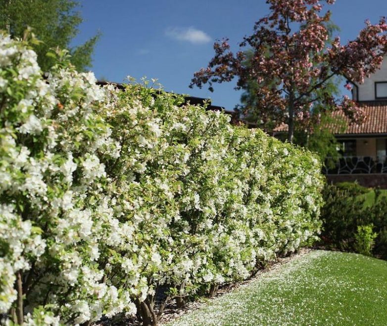 Все плюсы и минусы живой изгороди живая изгородь,интерьер,сделай сам