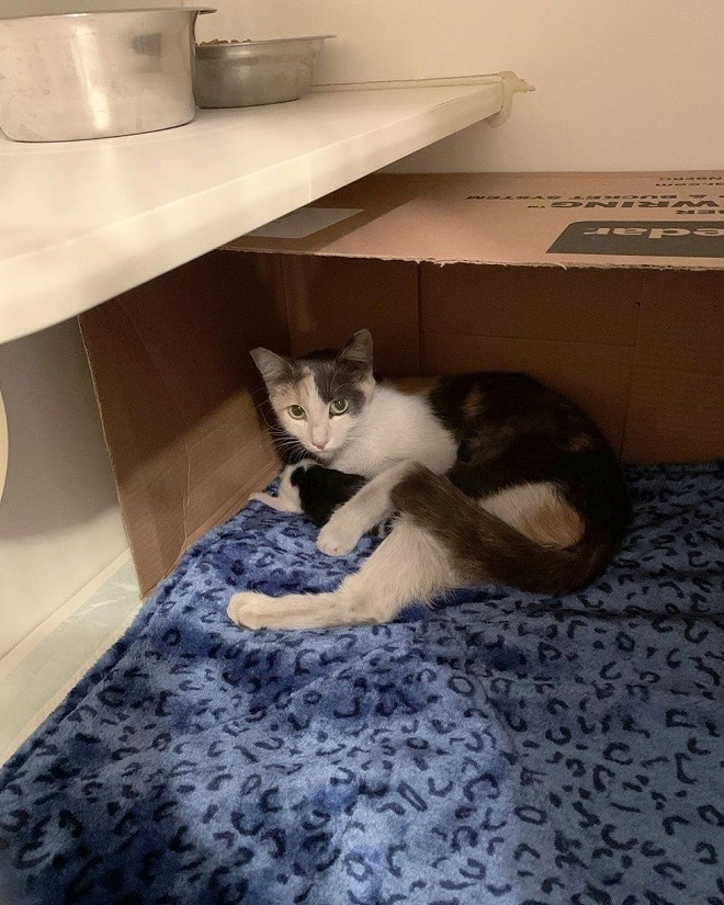 Кошка лежит