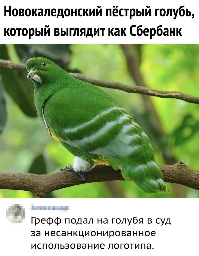 Новокаледонский пестрый голубь