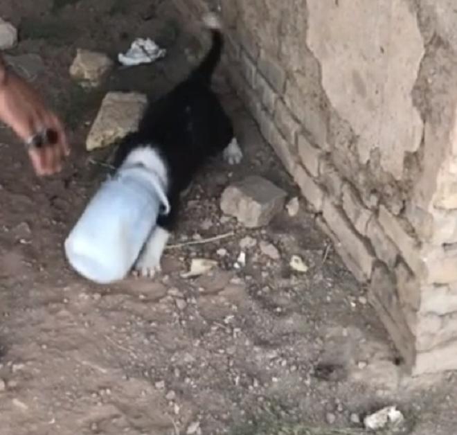 Щенок и банка