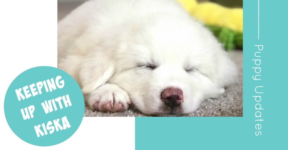 Watch our Great Pyrenees puppy, Kiska, as she grows!