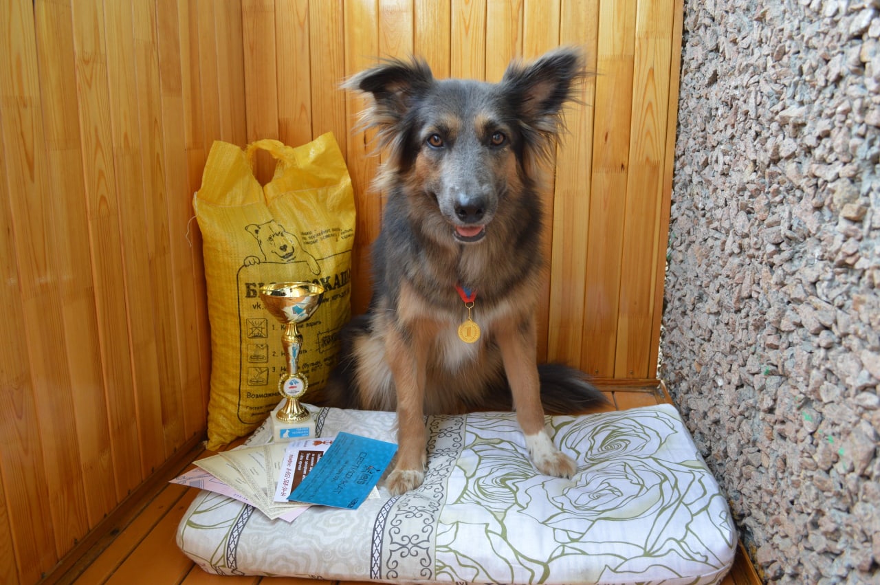 собака с призом