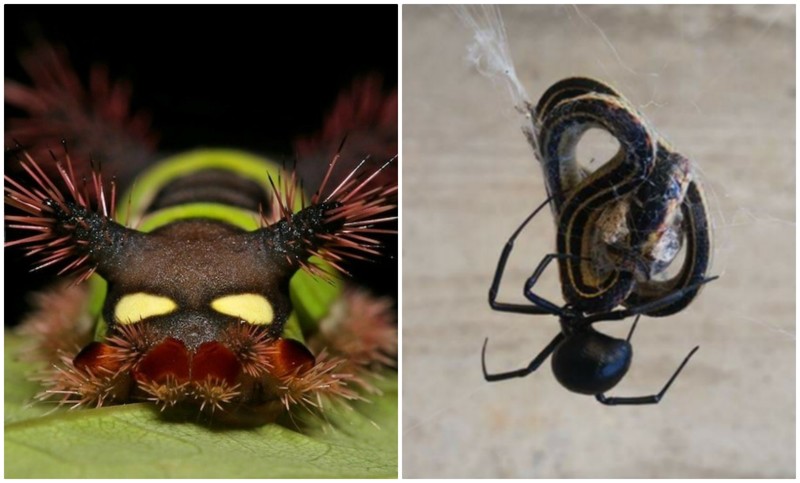 Другая сторона природы: 13 жутких фотографий животные, жутко, интересное, насекомые, подборка, природа, ужас, фото