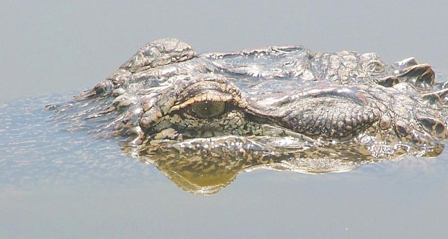 После разлива топлива в Новом Орлеане экологам пришлось отмывать крокодилов щетками: Новости ➕1, 17.01.2022