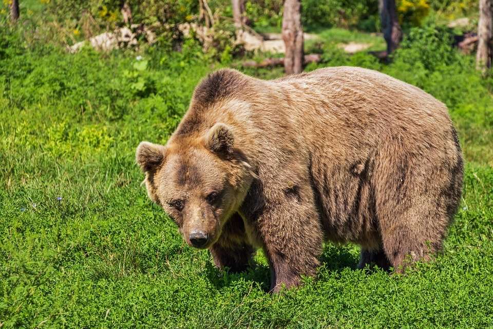 Медведь устроил ночную прогулку по улицам Охи Общество