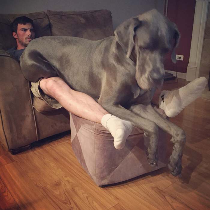 The Best Lap Dog