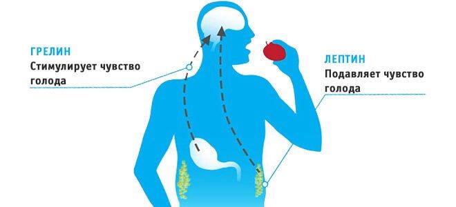 грелин гормон голода