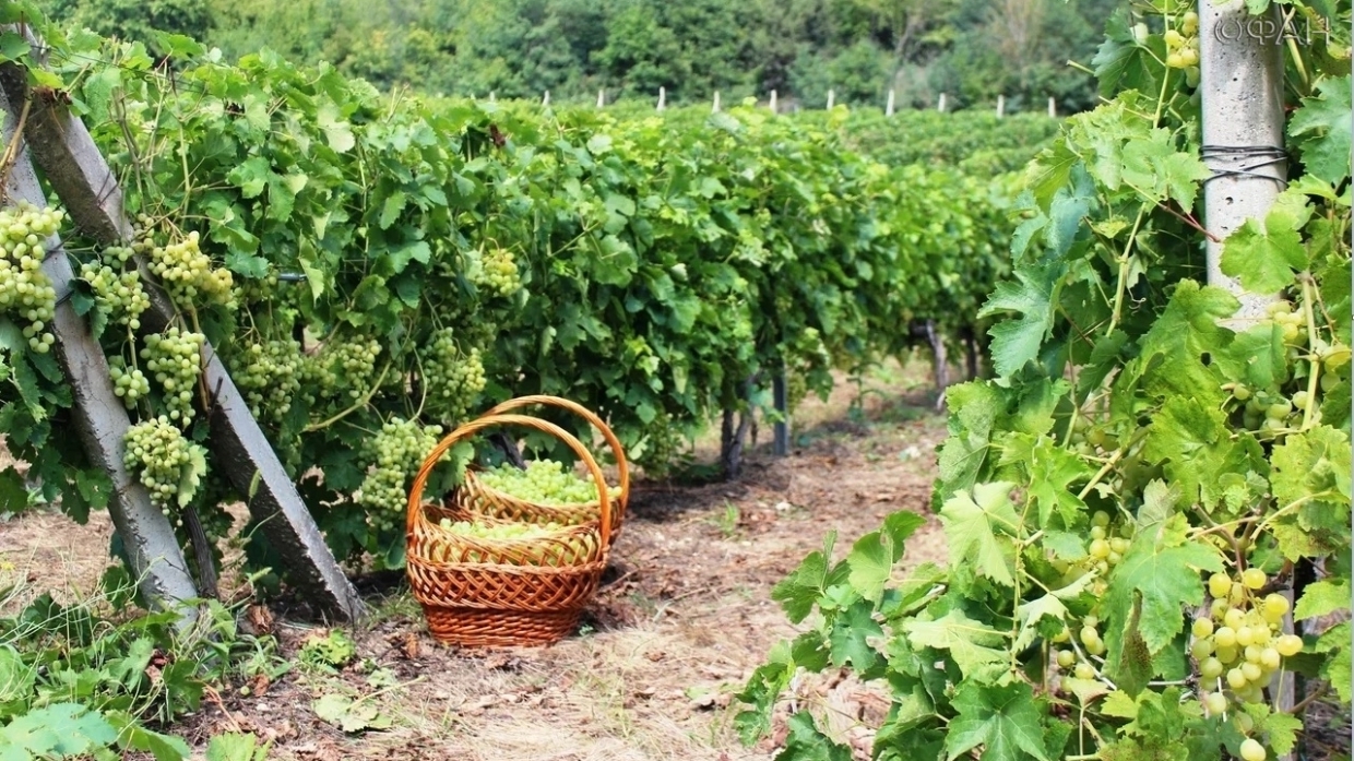 Фермеры рассказали, с какими сложностями сталкиваются при изготовлении вина в Крыму