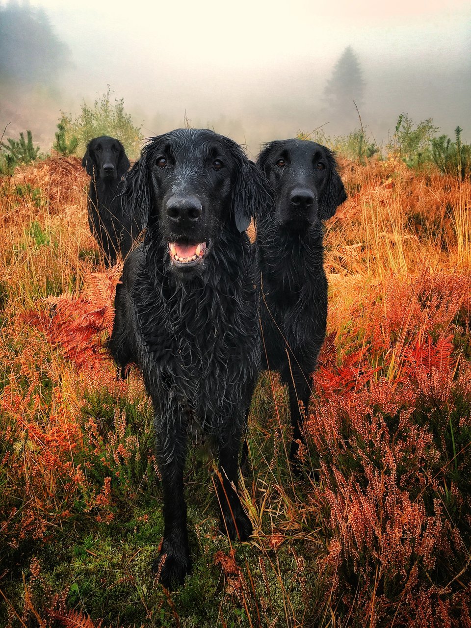 Определены победители конкурса Dog Photographer Of The Year 2018