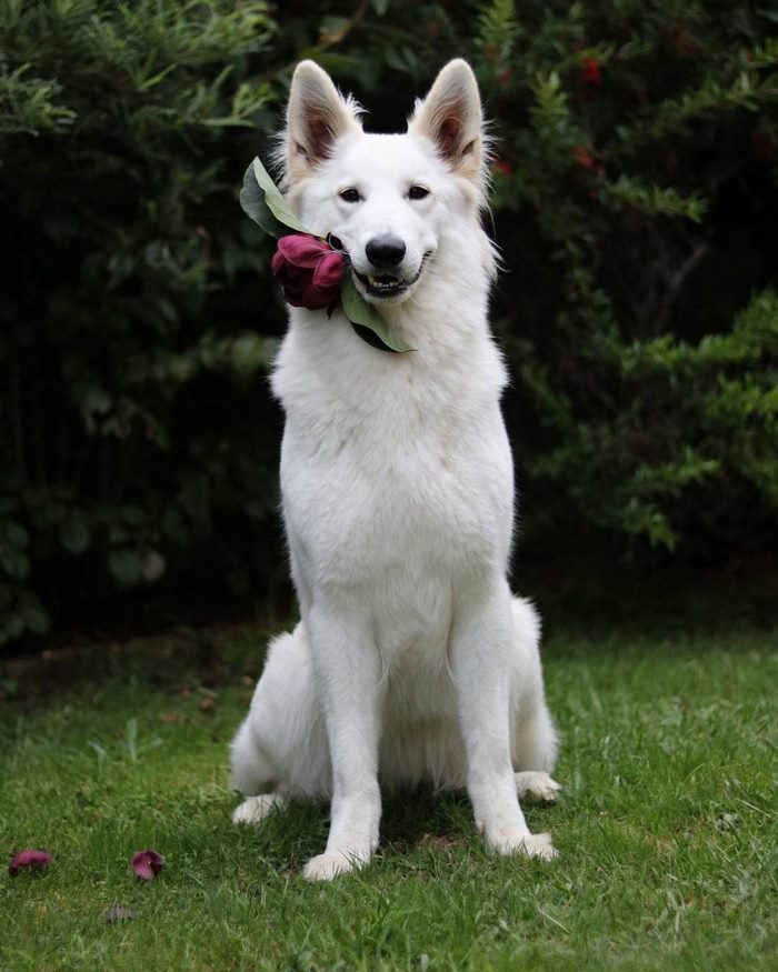 dog-wedding-photograpy-kaya-smiley-1