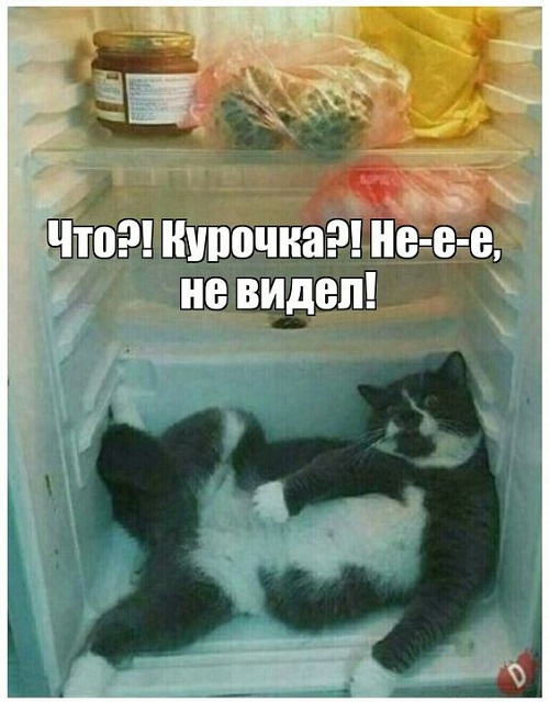 Забавности и различный юмор для чудесного настроения