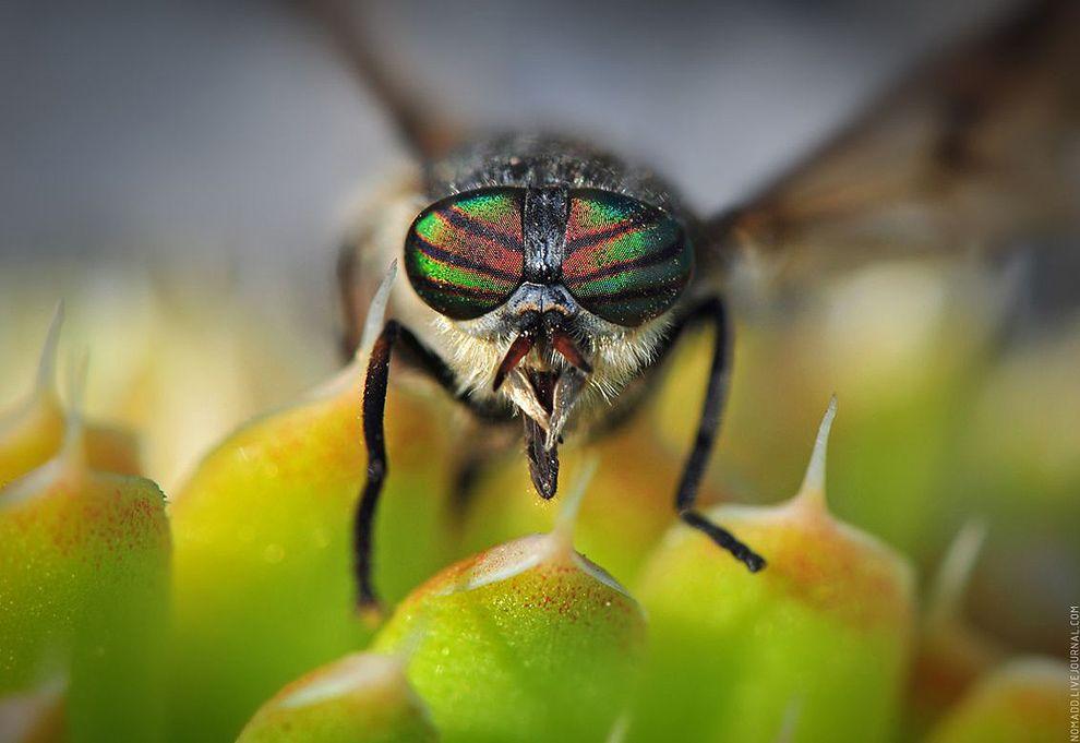 Фотография: Микромир Байкала №10 - BigPicture.ru