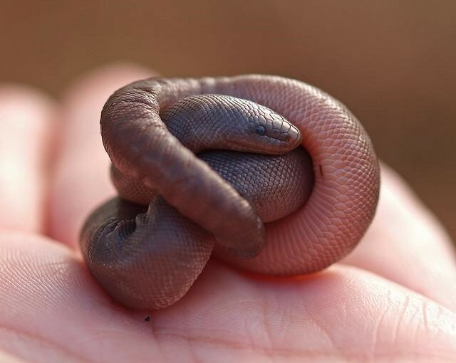 Своих же детишек змеи делают раз в год. Резиновые змеи — яйцеживородящие. За один раз самка может родить до 4 малышей длиной со шнурок — 20 сантиметров. Первое время детёныши будут похожи на червячков. Но в целом, молодняк полностью самостоятелен. 