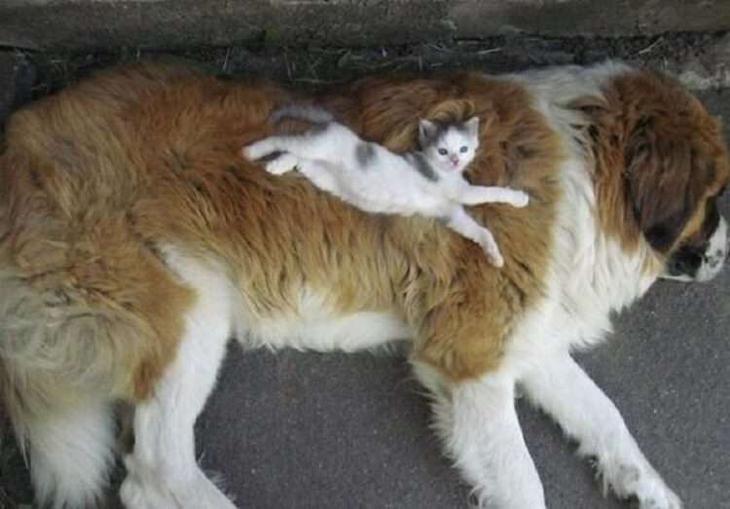 Кошки, которые настолько обнаглели, что используют собак вместо подушки Кошки, которые настолько обнаглели, что используют собак вместо подушки