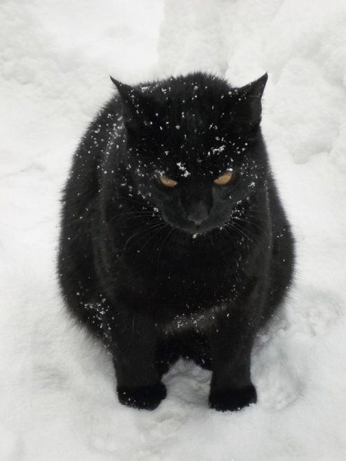 Кошки и снег