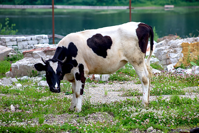 Кубанские генетики первыми в России клонировали корову-рекордсменку по надоям