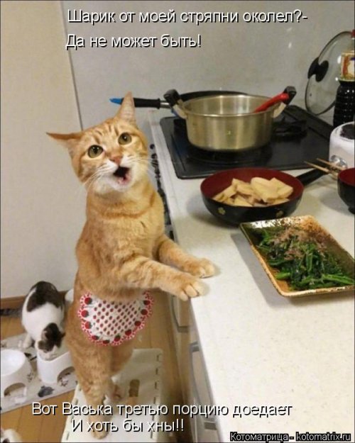 Лучшая котоматрица недели Лучшая котоматрица недели позитив,смешные картинки,юмор