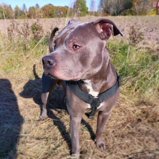 пес на прогулке