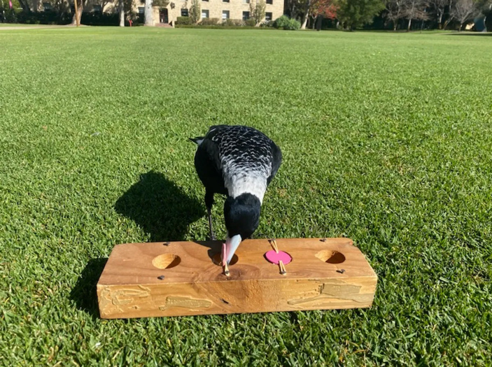 Австралийская ворона-свистун (Gymnorhina tibicen)