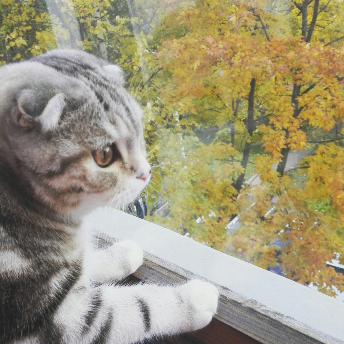 кошка у окна