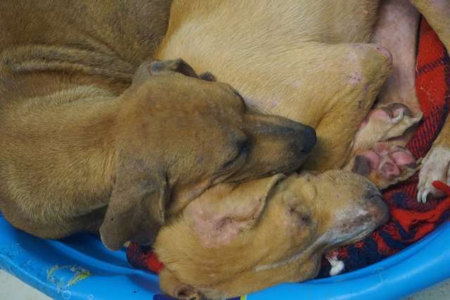 «Я всегда с тобой!»: волонтеры приюта были поражены сильной связью между собакой и ее подросшим щенком питомцы