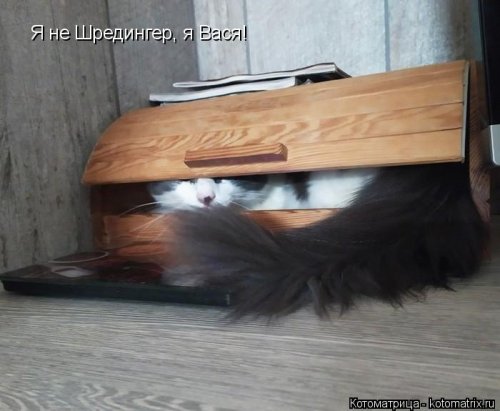 Лучшая котоматрица недели Лучшая котоматрица недели позитив,смешные картинки,юмор