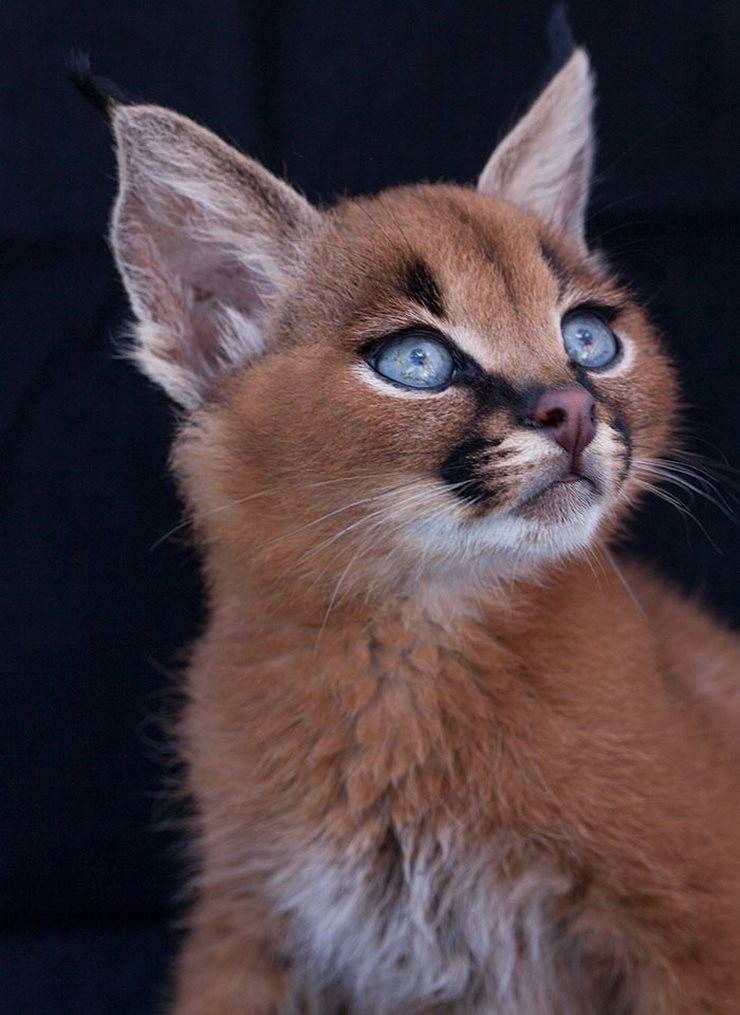 Как думаете, это самая красивая порода кошек в мире?