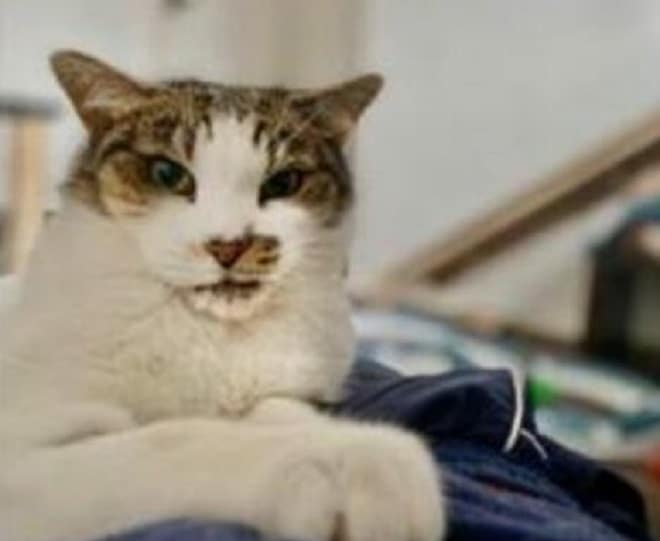 Недовольный кот