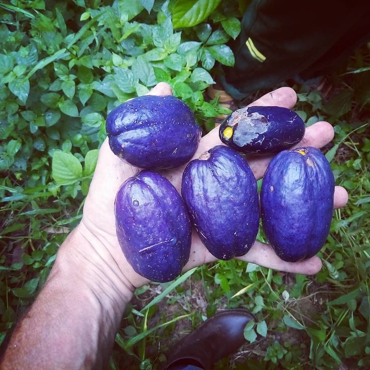 16 редких экзотических фруктов, которые вы увидите в первый раз 16 редких экзотических фруктов, которые вы увидите в первый раз страны,туризм